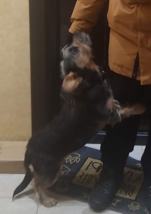 Пропала собака в Сургуте — фото объявления