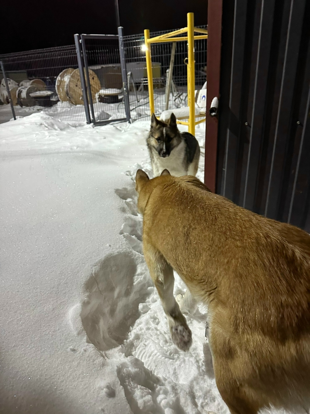 Найдена собака в Сургуте — фото объявления