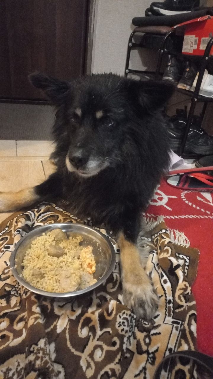 Найдена собака в Сургуте — фото объявления