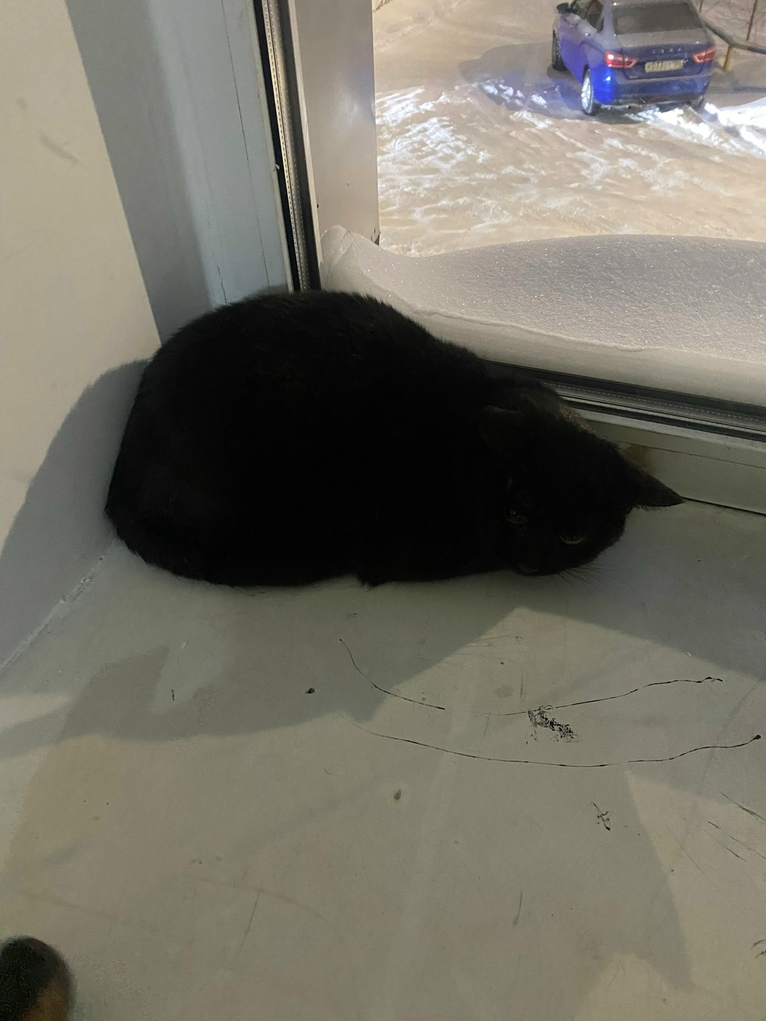 Пропала кошка в Сургуте — фото объявления