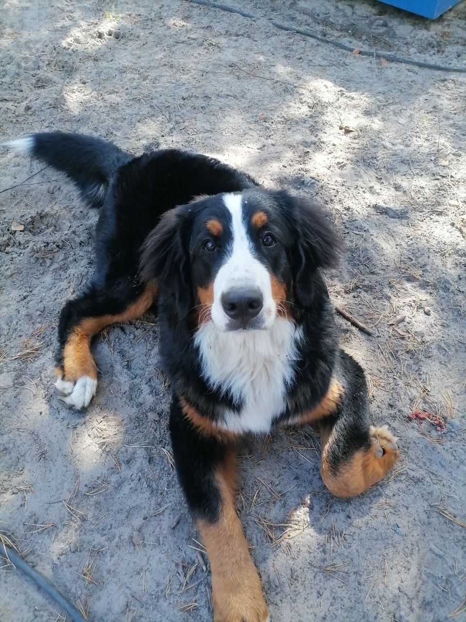 Пропала собака в Сургуте — фото объявления