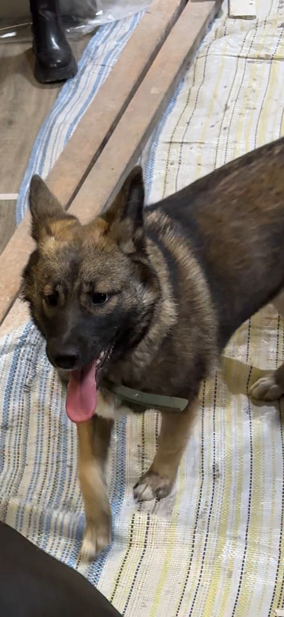 Пропала собака в Сургуте — фото объявления