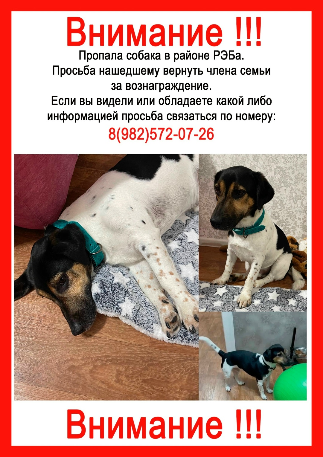 Пропала собака в Сургуте — фото объявления