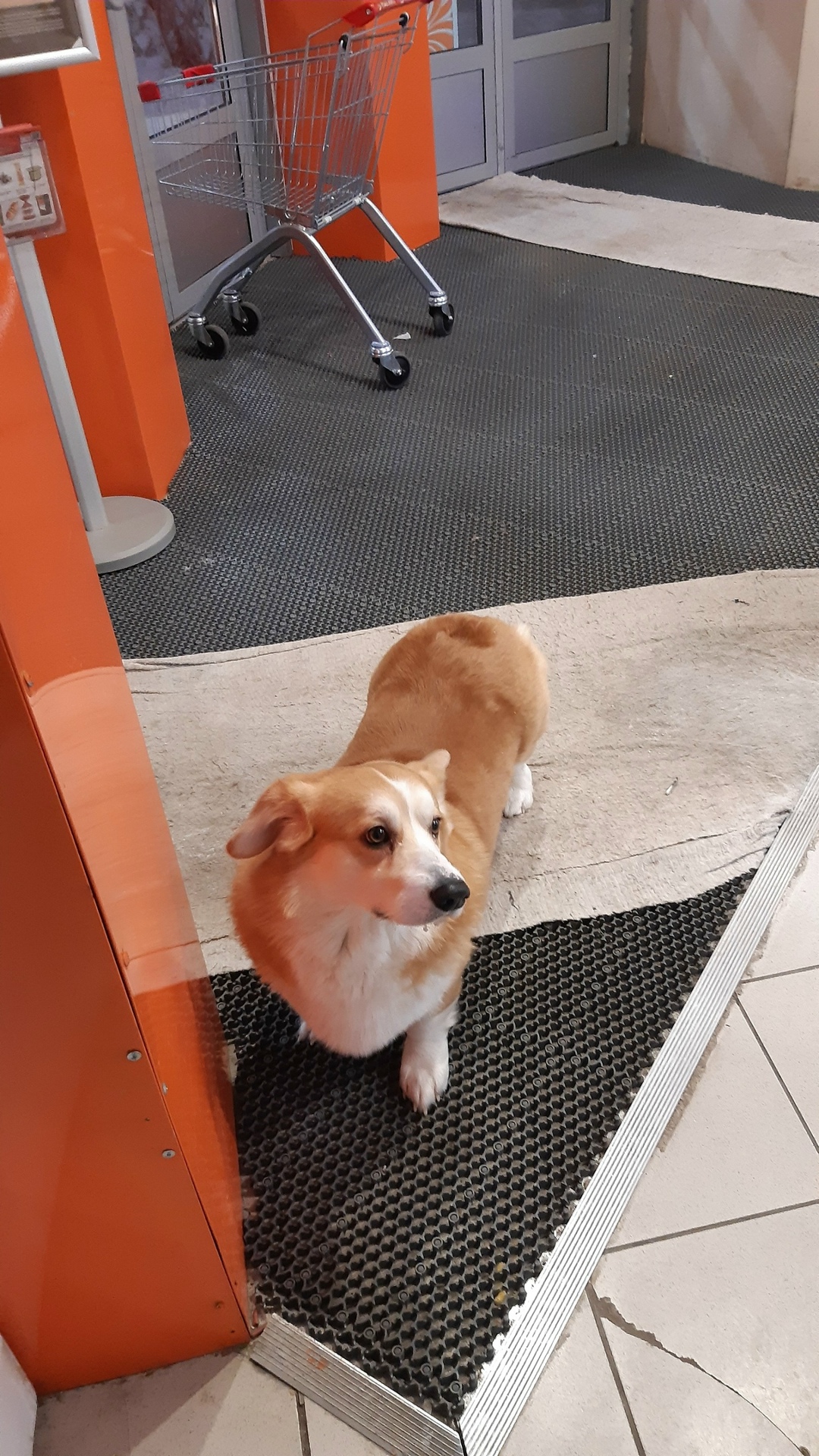 Найдена собака в Сургуте — фото объявления