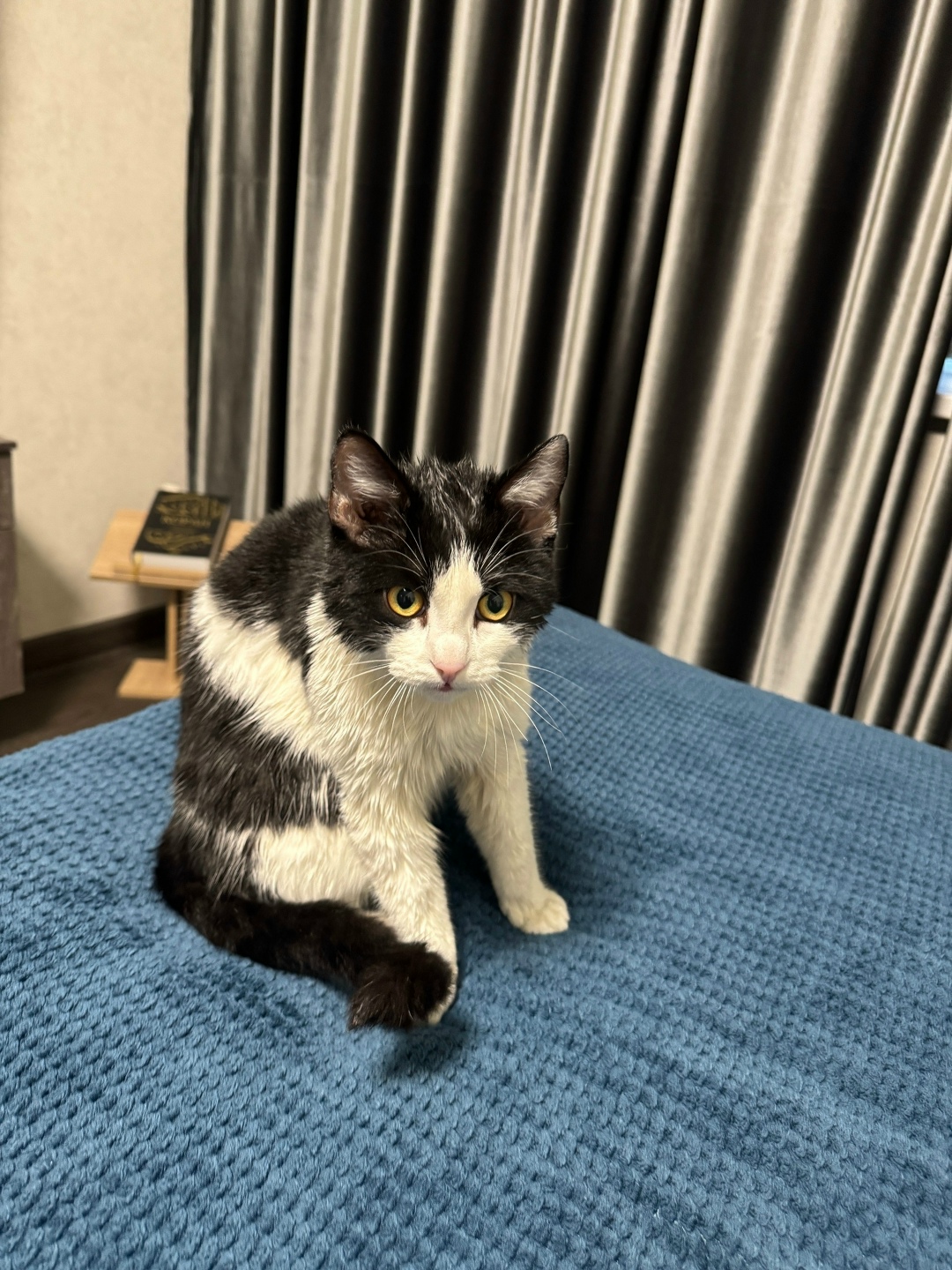 Найдена кошка в Сургуте — фото объявления