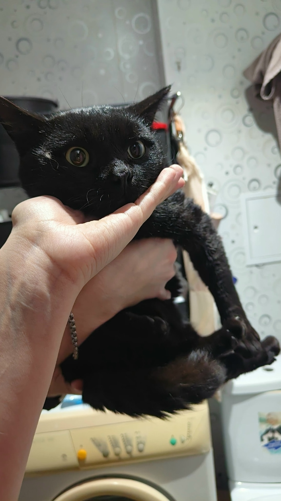 Найдена кошка в Сургуте — фото объявления