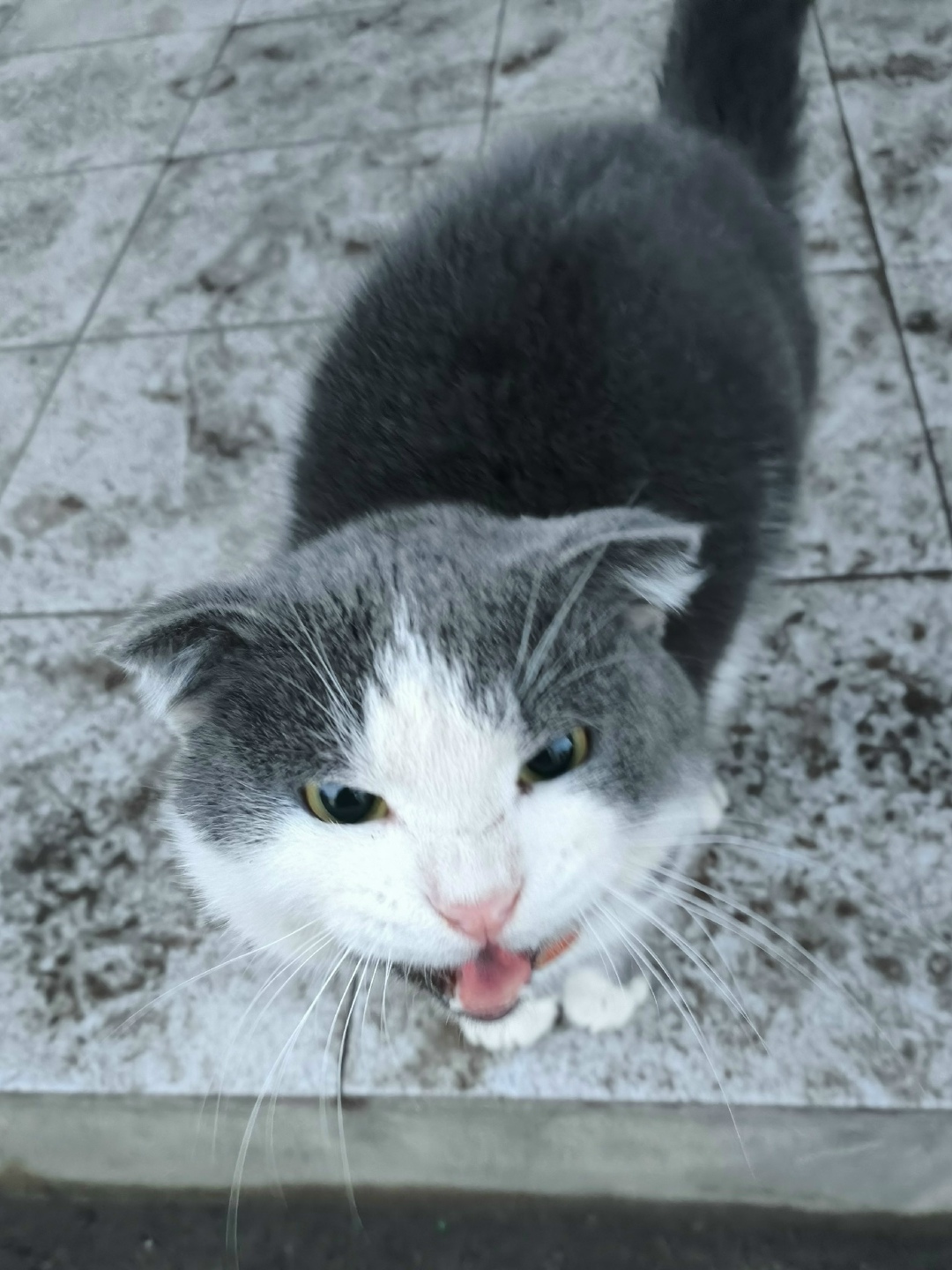 Пропала кошка в Обнинске — фото объявления