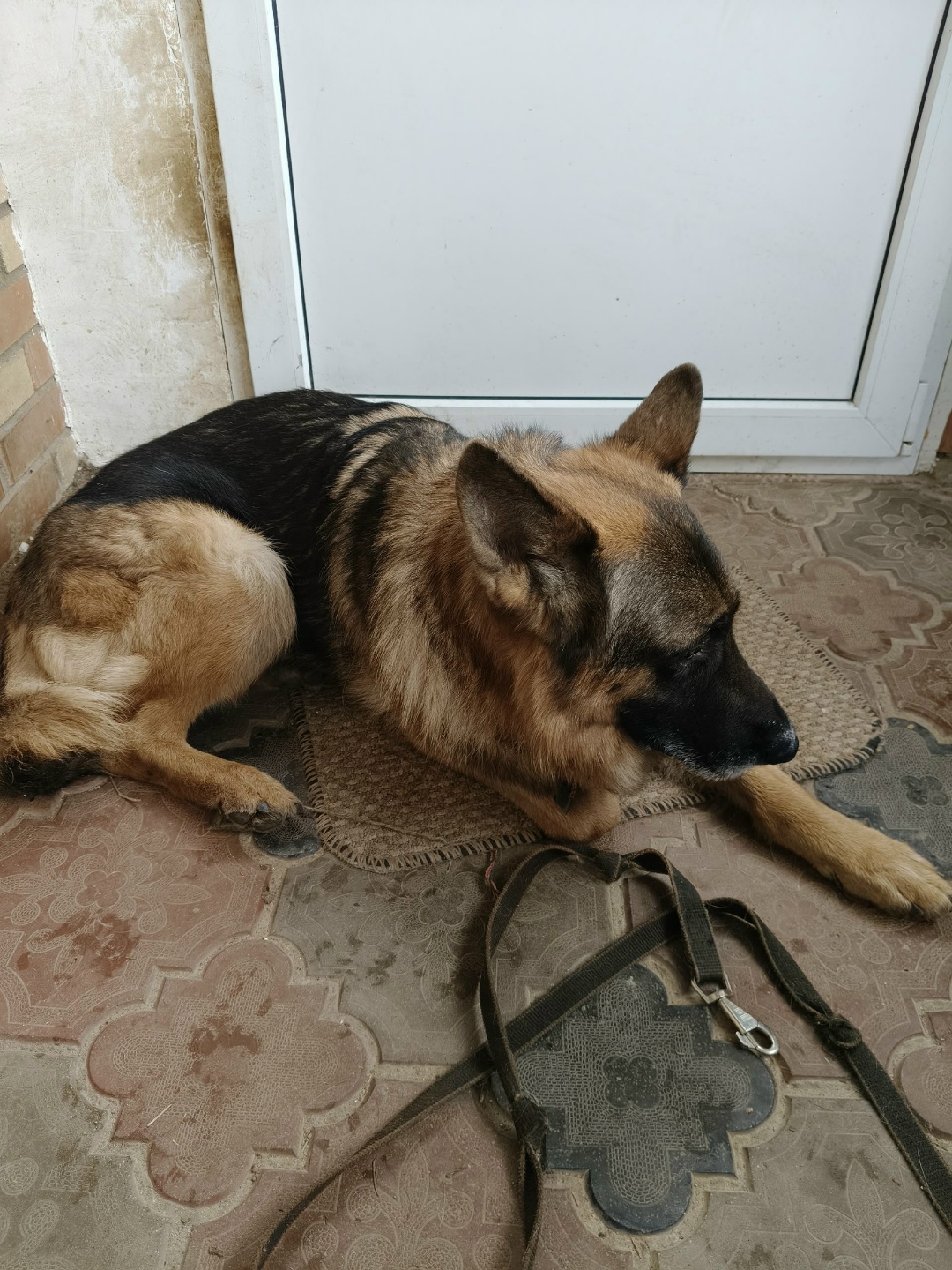 Найдена собака в Обнинске — фото объявления