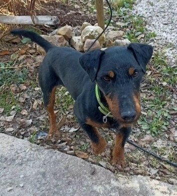 Найдена собака в Обнинске — фото объявления