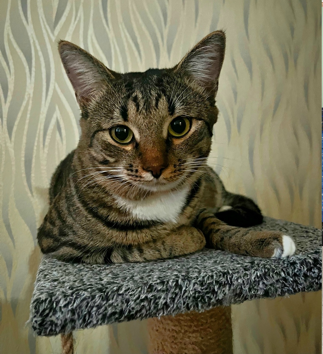 Пропала кошка в Обнинске — фото объявления