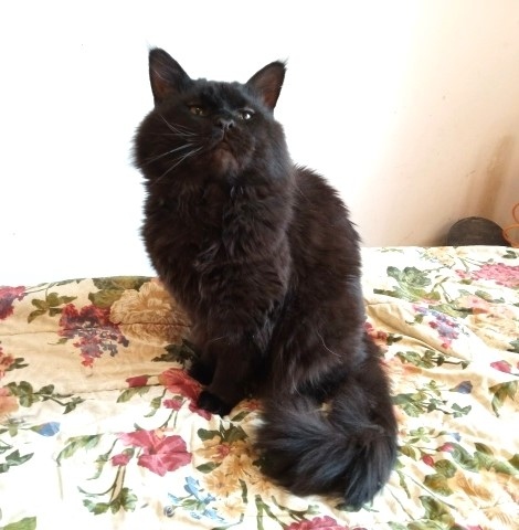 Пропала кошка в Обнинске — фото объявления