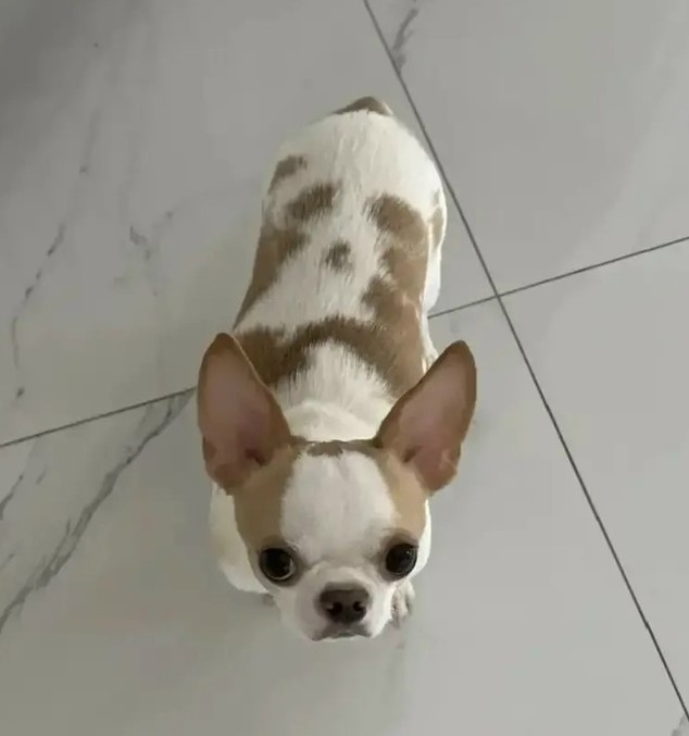 Пропала собака в Обнинске — фото объявления