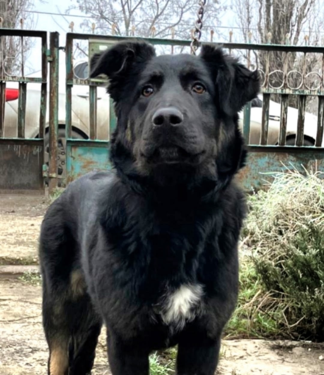 Найдена собака в Обнинске — фото объявления