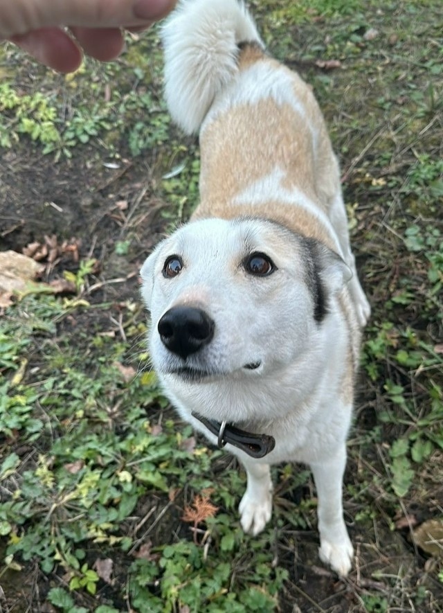 Пропала собака в Обнинске — фото объявления