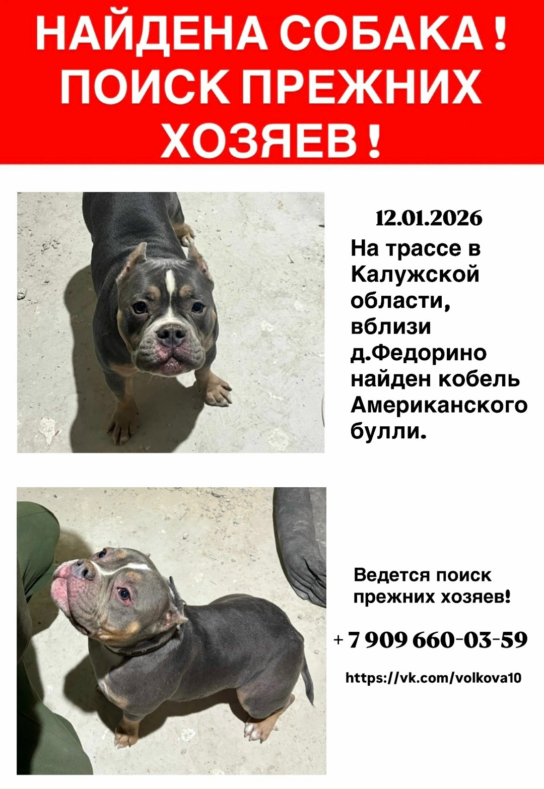 Найдена собака в Обнинске — фото объявления