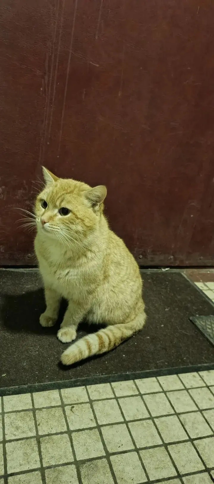 Найдена кошка в Обнинске — фото объявления