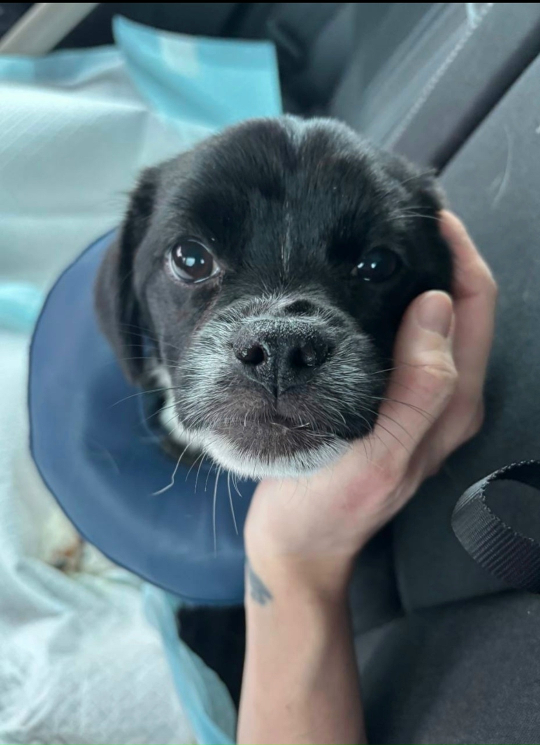 Найдена собака в Обнинске — фото объявления