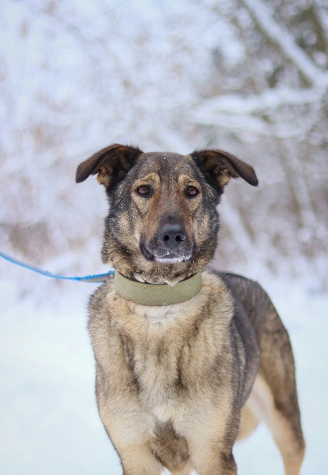 Найдена собака в Обнинске — фото объявления