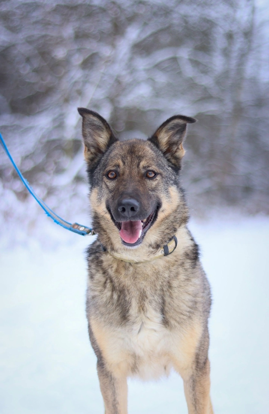 Найдена собака в Обнинске — фото объявления