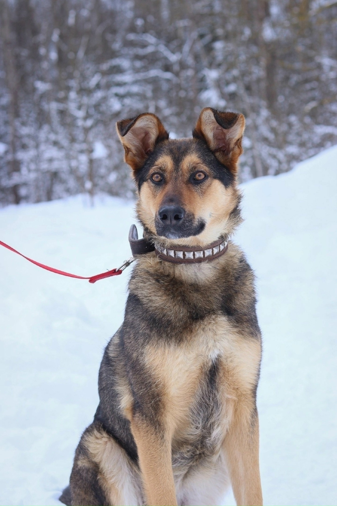 Найдена собака в Обнинске — фото объявления