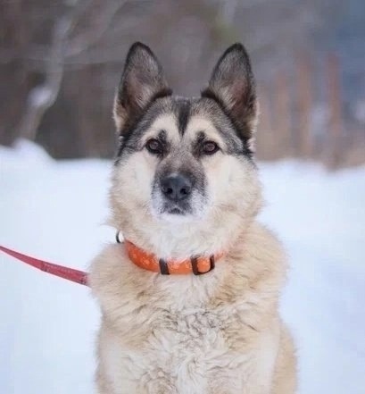 Найдена собака в Обнинске — фото объявления