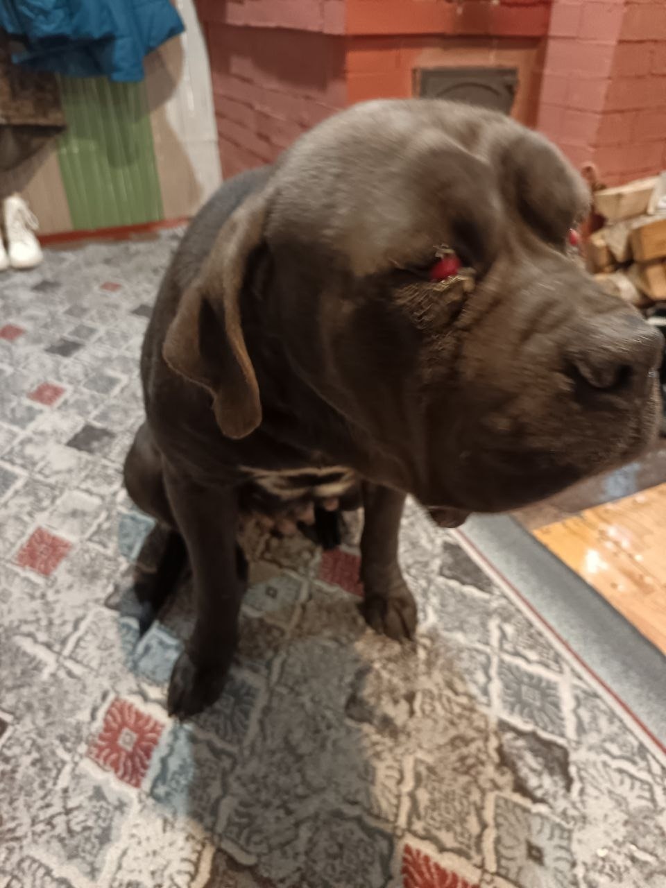 Найдена собака в Обнинске — фото объявления