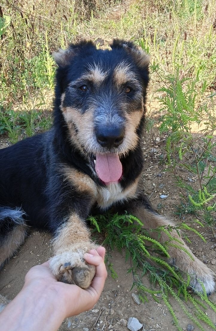 Найдена собака в Обнинске — фото объявления