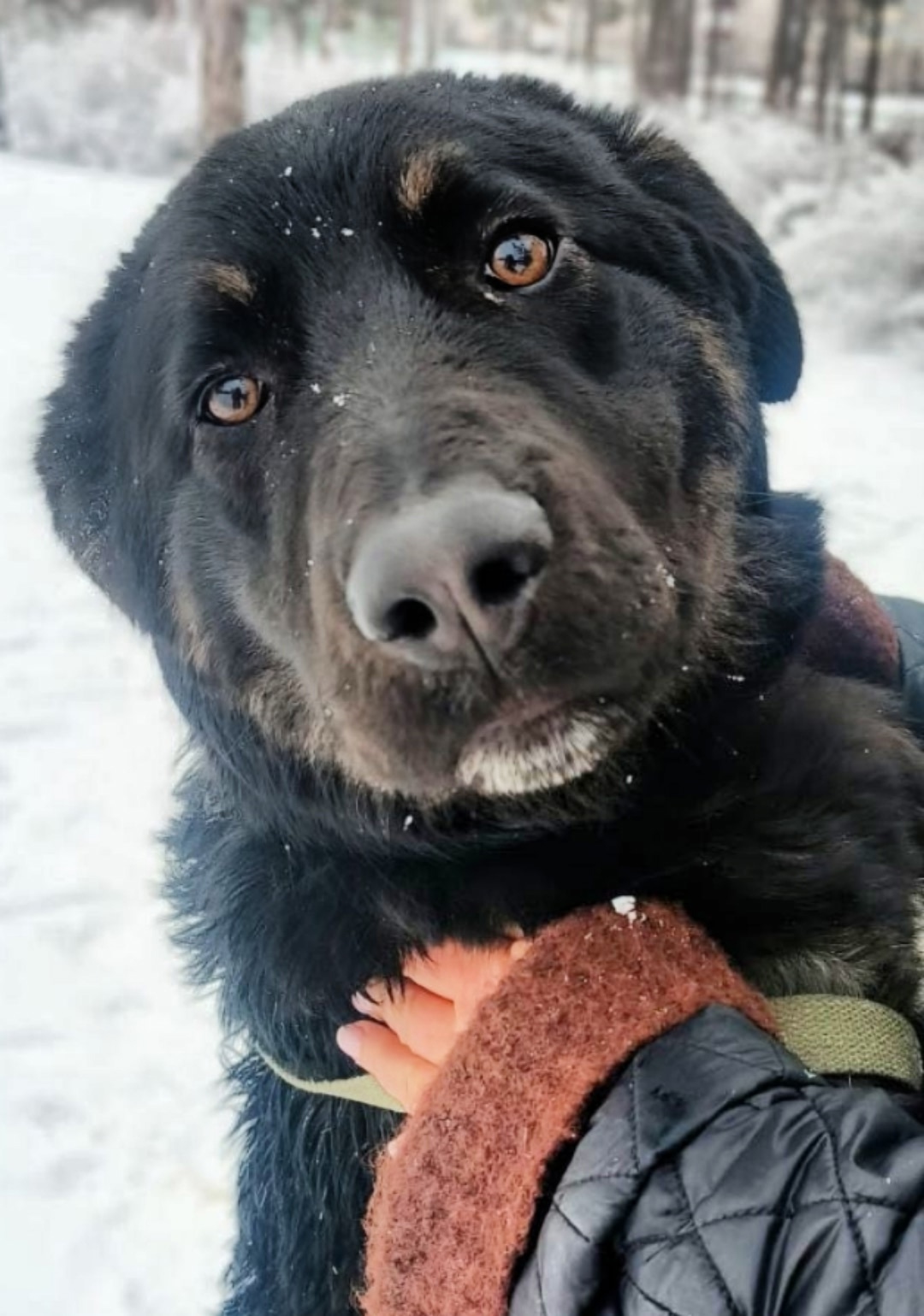 Найдена собака в Обнинске — фото объявления
