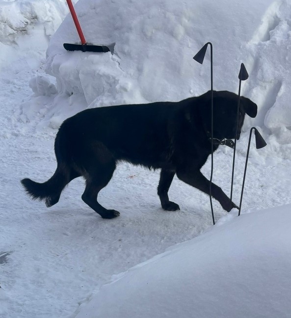 Найдена собака в Обнинске — фото объявления