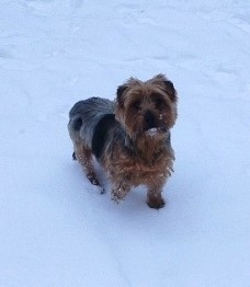 Пропала собака в Обнинске — фото объявления