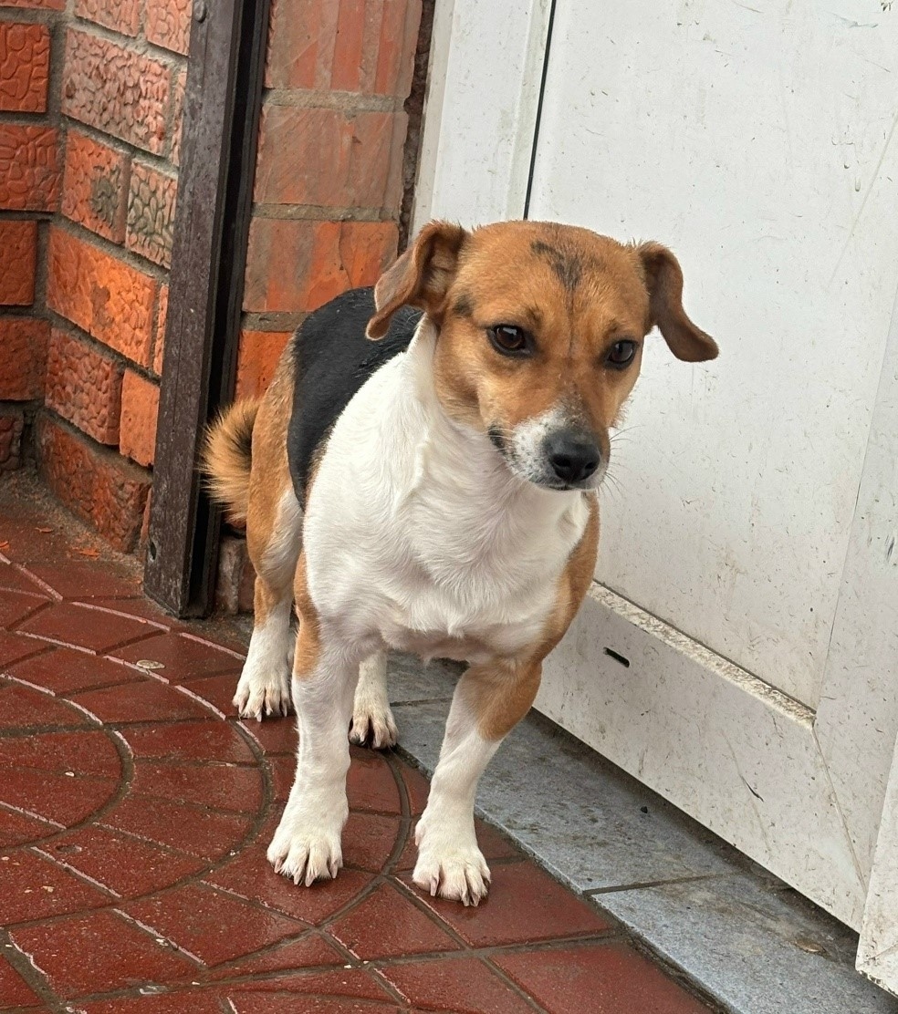 Пропала собака в Обнинске — фото объявления