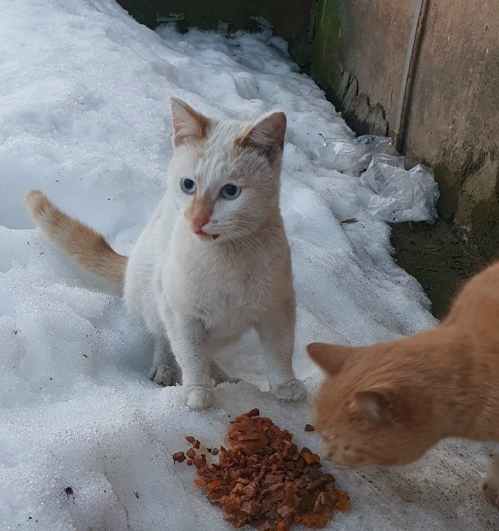 Пропала собака в Обнинске — фото объявления