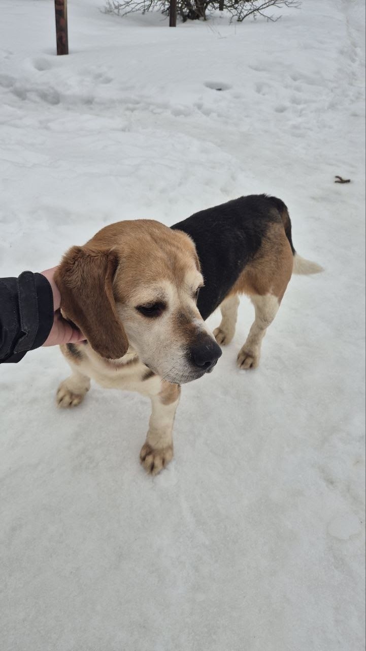 Найдена собака в Обнинске — фото объявления