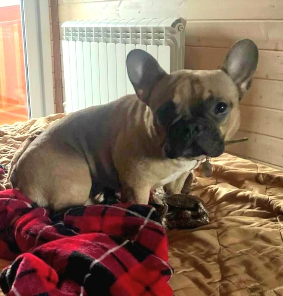 Пропала собака в Обнинске — фото объявления