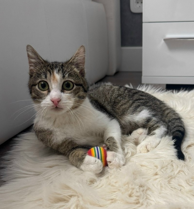 Пропала кошка в Обнинске — фото объявления