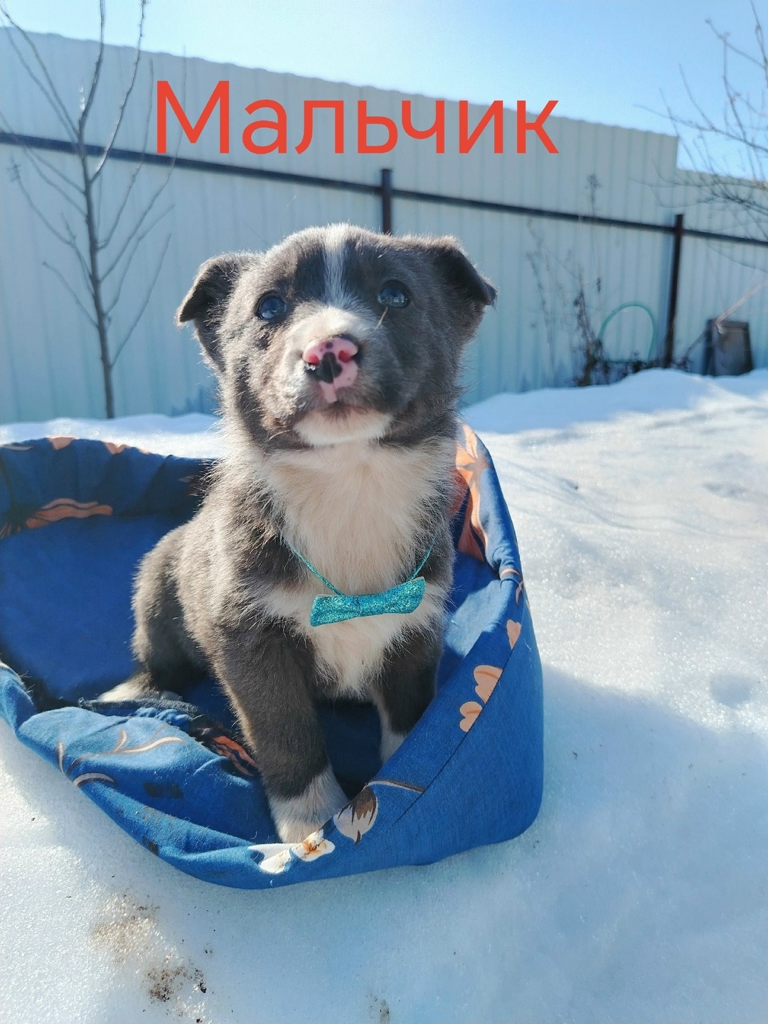 Найдена собака в Обнинске — фото объявления