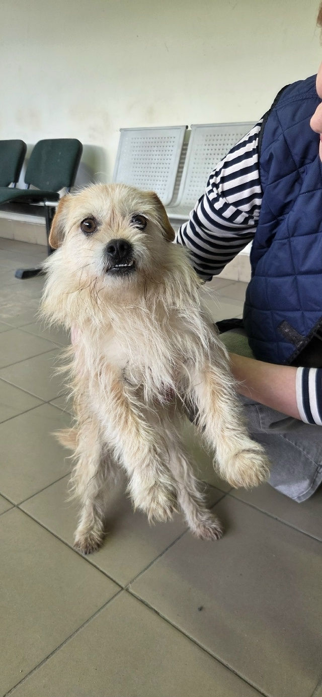 Найдена собака в Обнинске — фото объявления