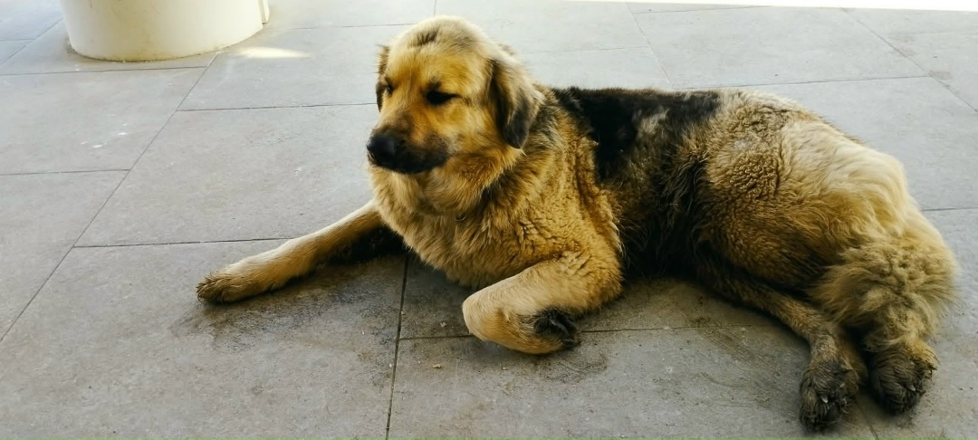 Пропала собака в Обнинске — фото объявления