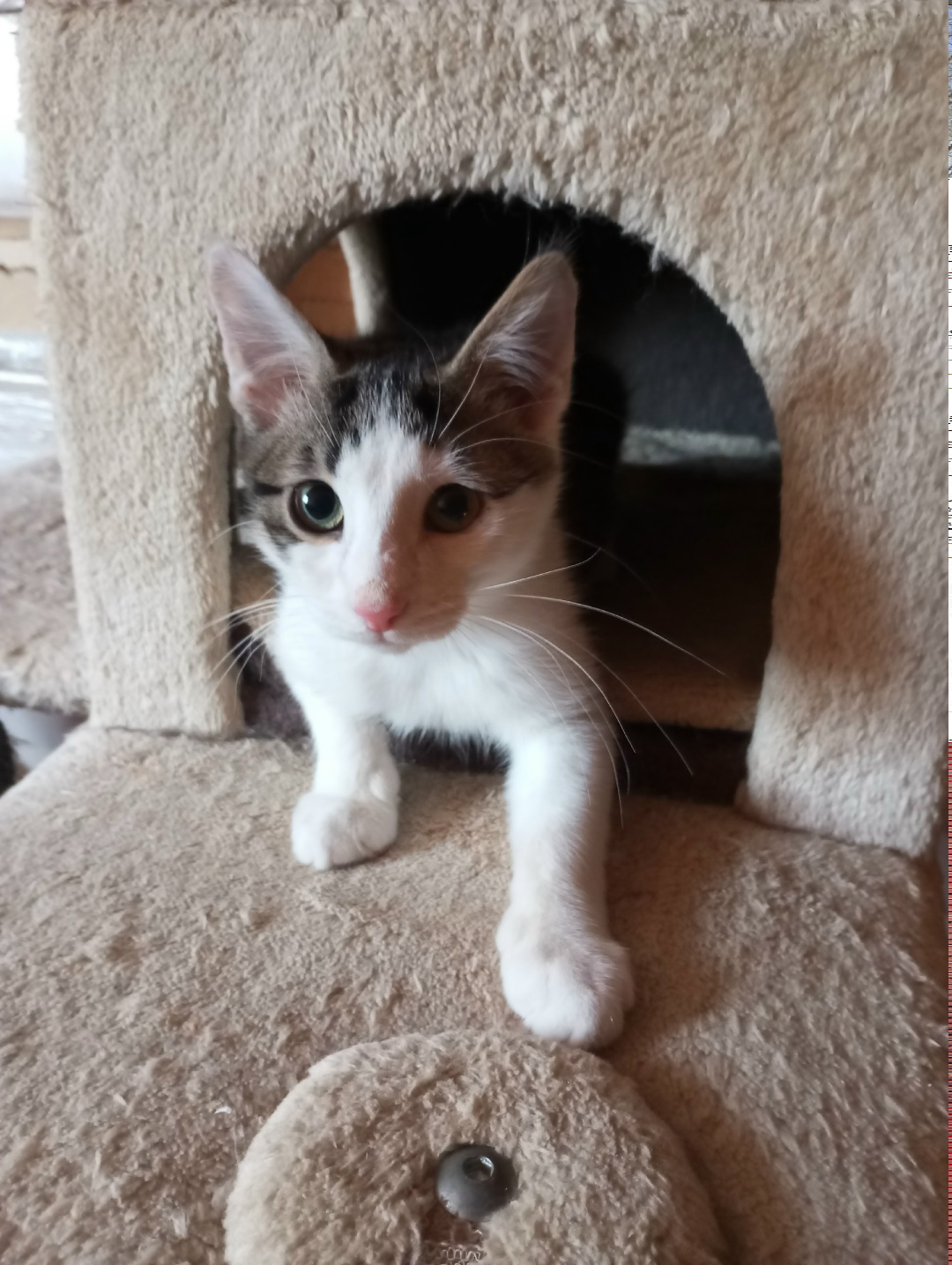 Найдена собака в Обнинске — фото объявления