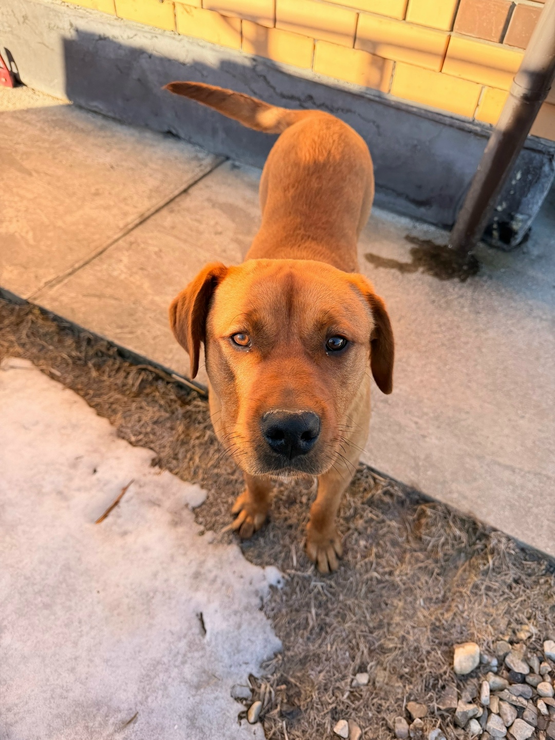 Найдена собака в Обнинске — фото объявления