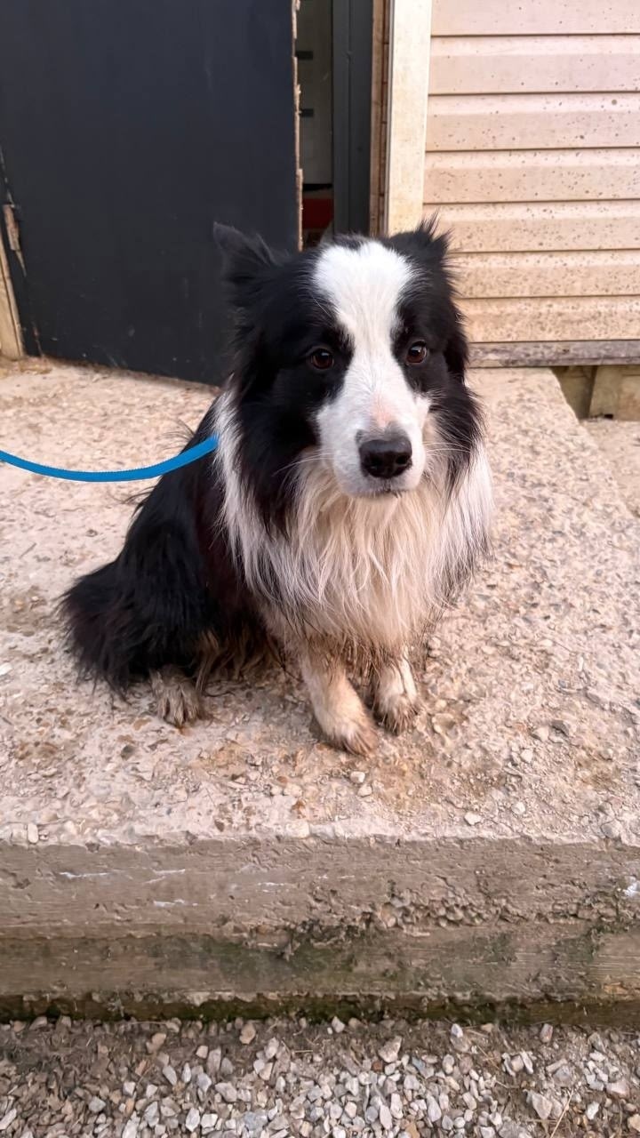 Найдена собака в Обнинске — фото объявления