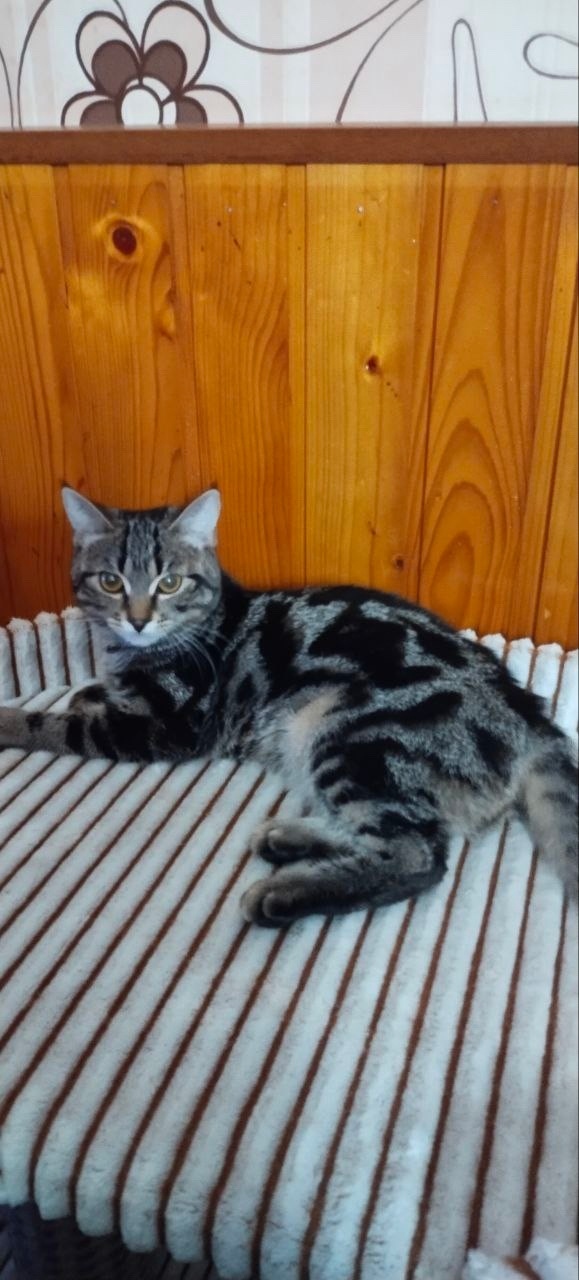 Найдена кошка в Обнинске — фото объявления