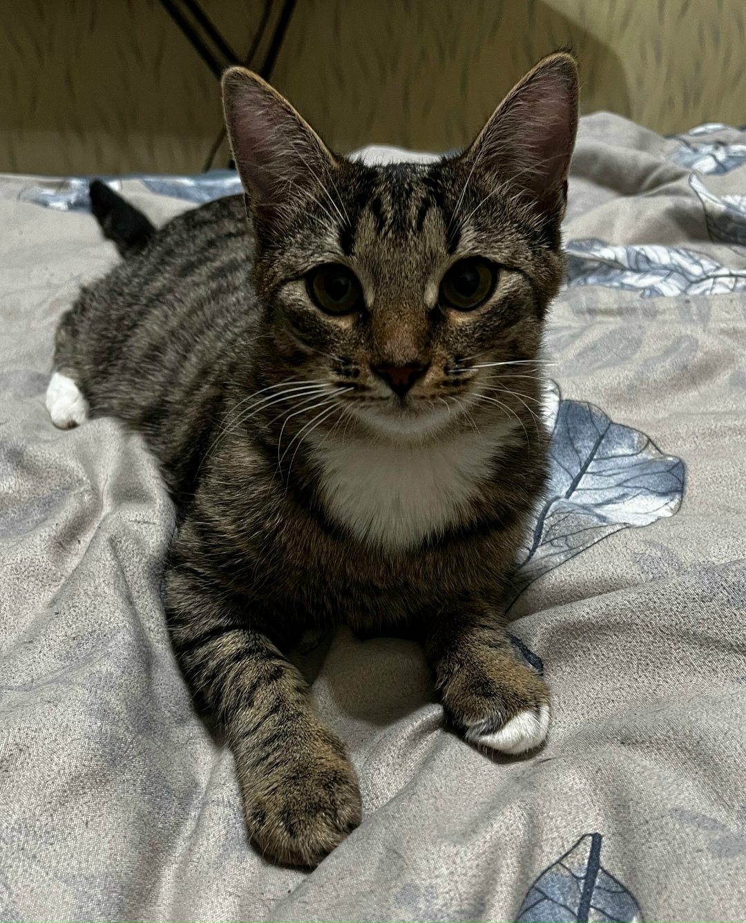 Пропала кошка в Обнинске — фото объявления