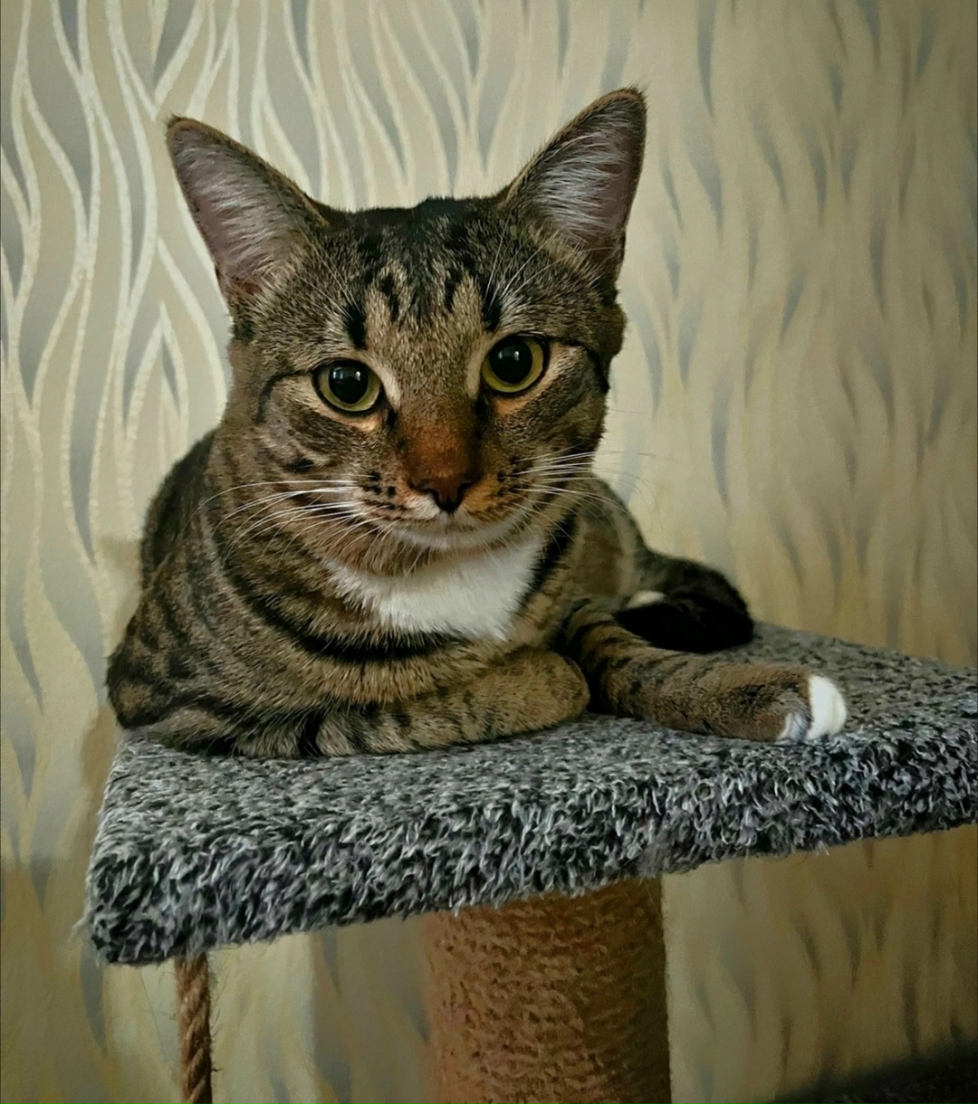 Пропала кошка в Обнинске — фото объявления