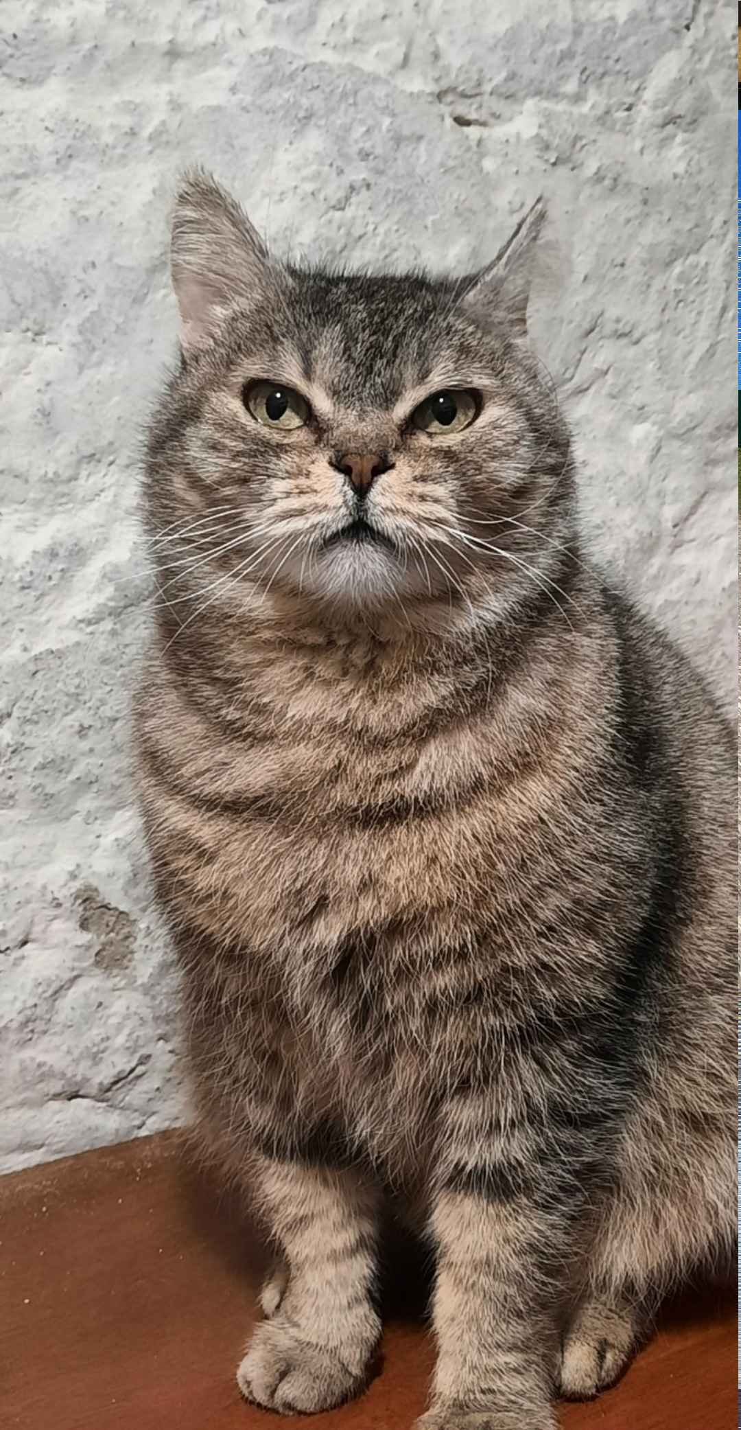 Найдена кошка в Обнинске — фото объявления