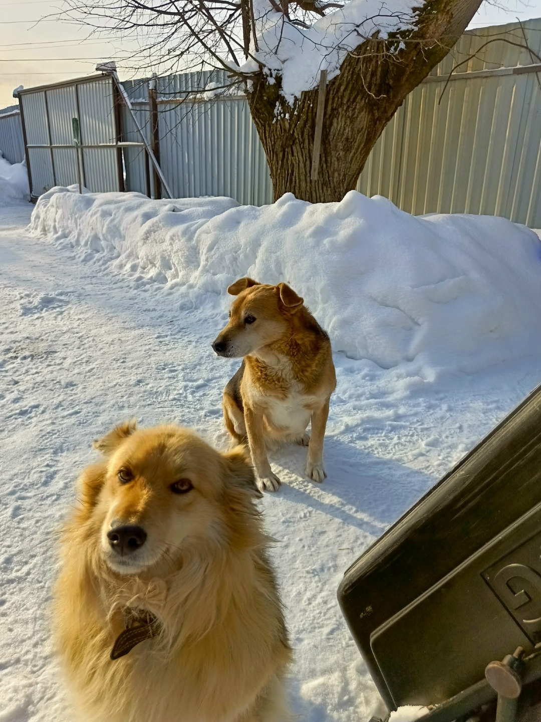 Пропала собака в Егорьевске — фото объявления