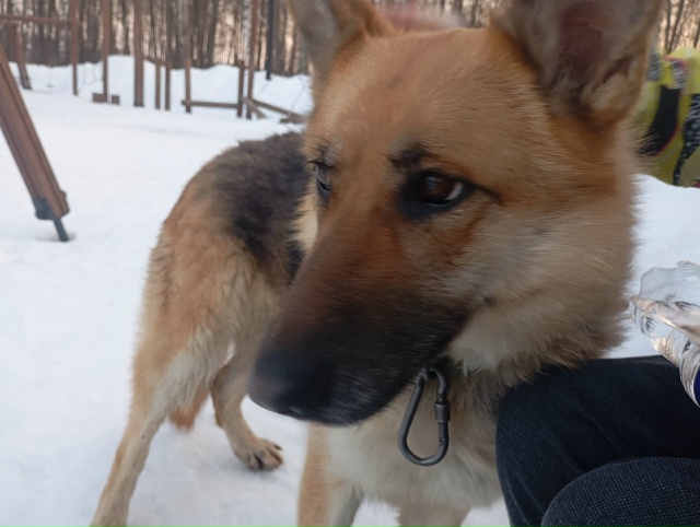 Пропала собака в Егорьевске — фото объявления