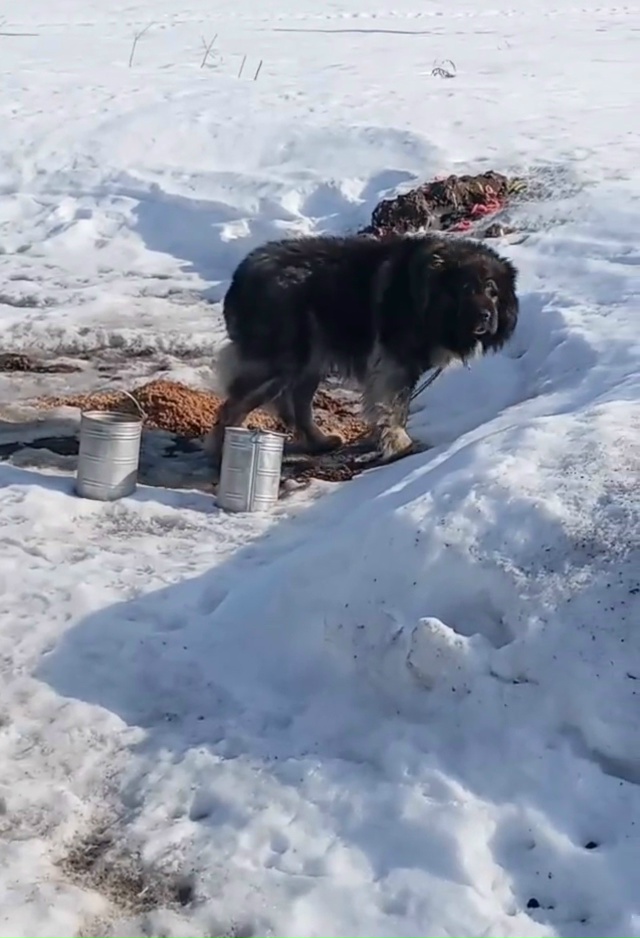 Пропала собака в Егорьевске — фото объявления