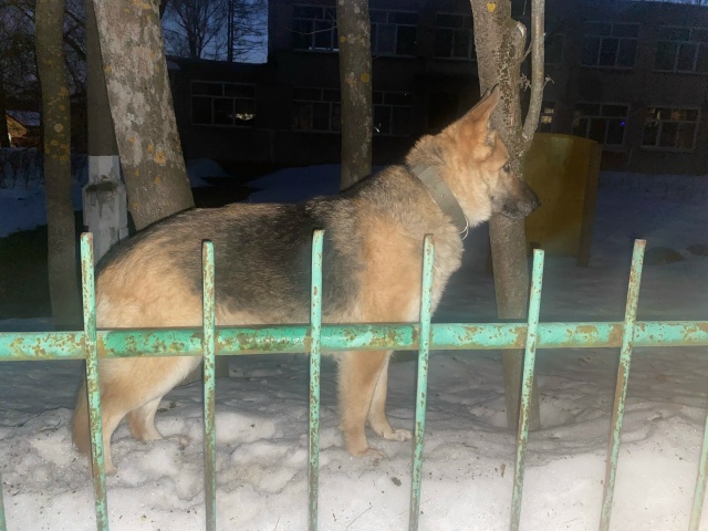 Пропала собака в Егорьевске — фото объявления