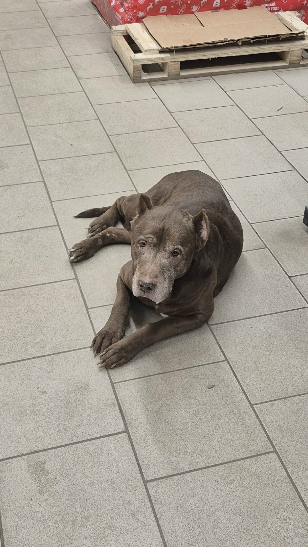 Пропала собака в Егорьевске — фото объявления